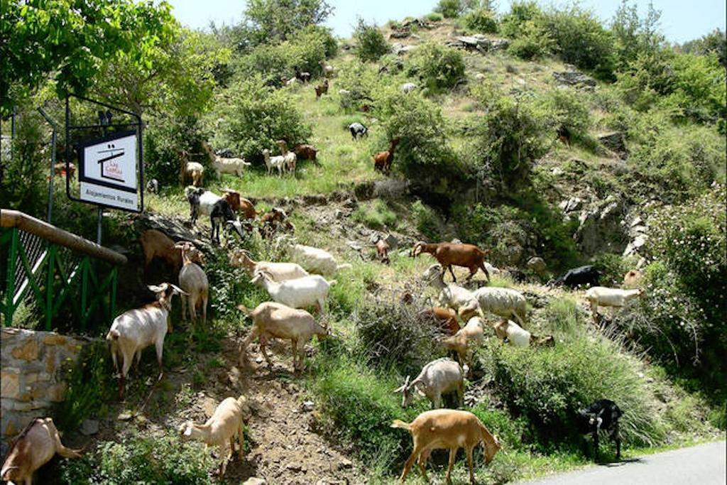 Telecabina Las Catifas Guejar Sierra Extérieur photo